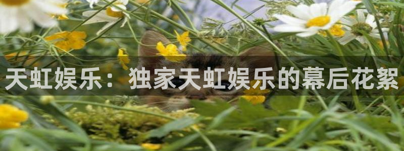 万向娱乐下载入口：天虹娱乐：独家天虹娱乐的幕后花絮